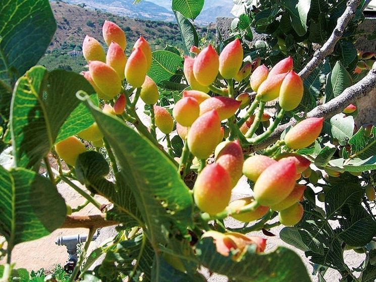 Coltivazione pistacia vera