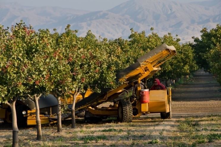 Frutta secca guscio