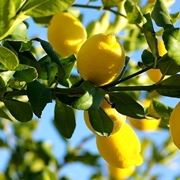 pianta limoni