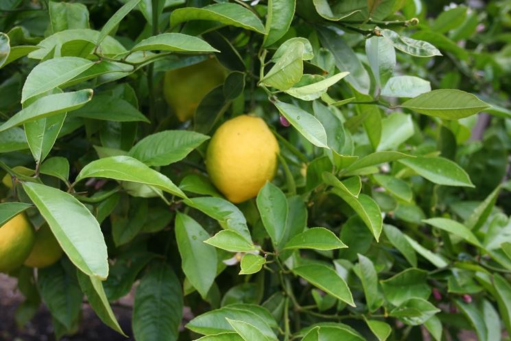 Una pianta di limone malata