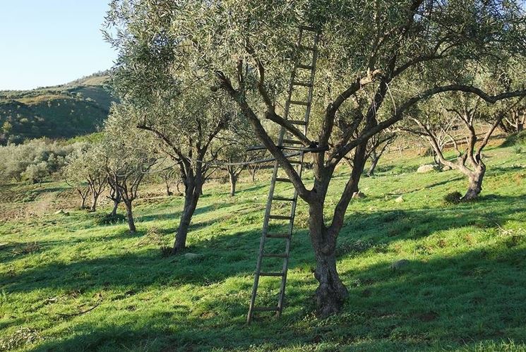 Ulivo pronto per la potatura