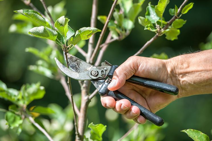 potare albero da frutto