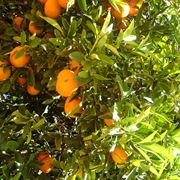 potatura arancio