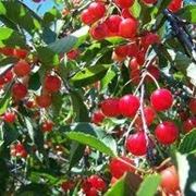 albero ciliegio