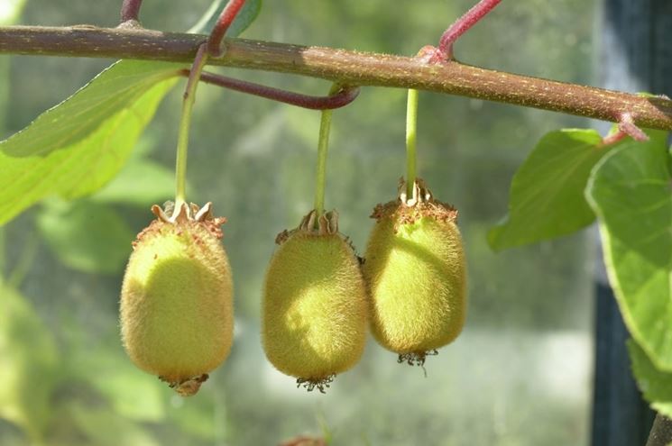 pianta kiwi