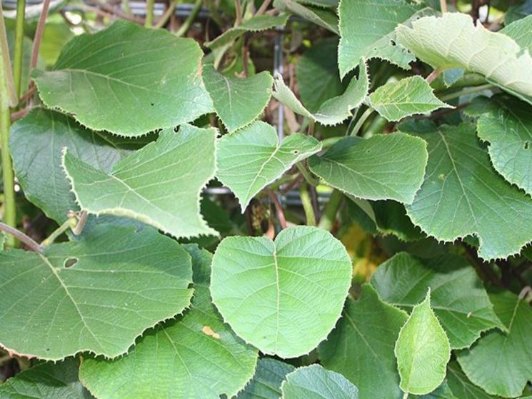 potatura pianta di kiwi
