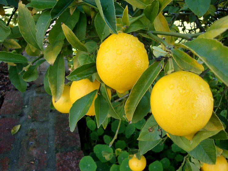 Albero limoni frutti