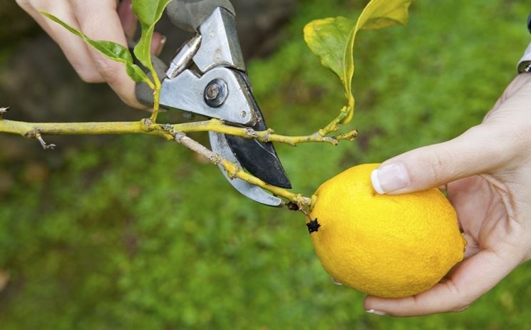 Fiore pianta limoni