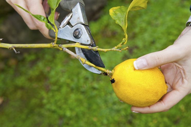 Raccolta limone