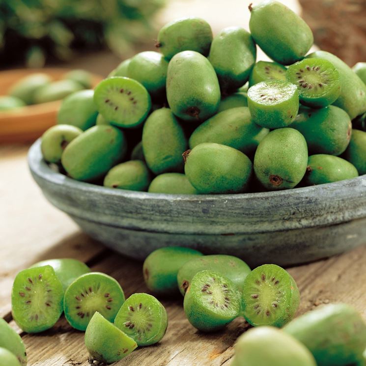 Fiore della pianta di kiwi.