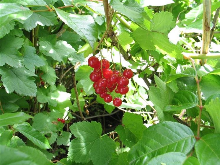 Frutti ribes rosso