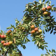 Albero sorbo