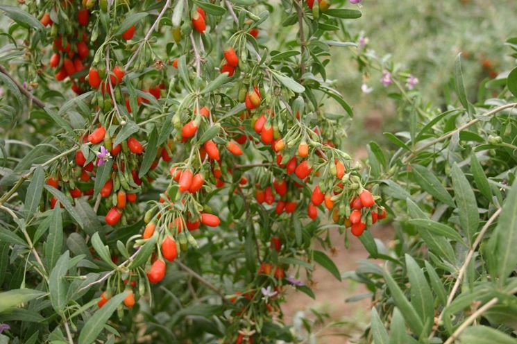 L'arbusto da cui crescono le bacche di goji