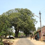 Albero tamarindo