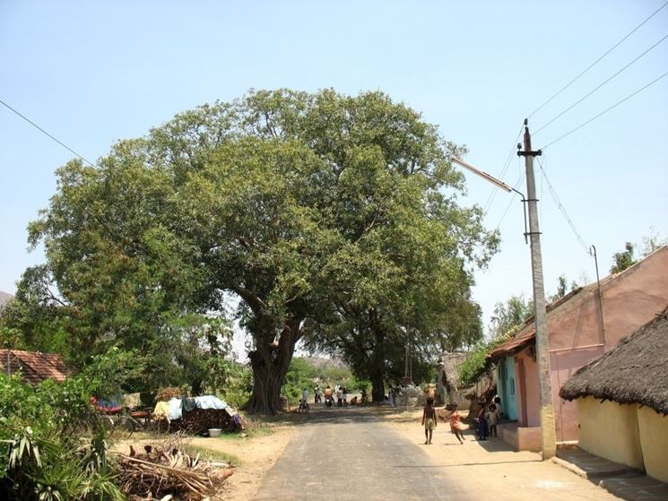 Albero tamarindo