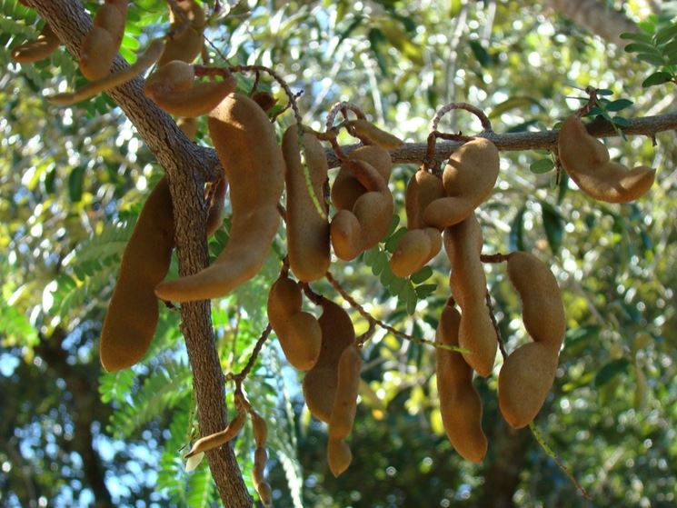 Frutti tamarindo