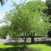 tamarindo pianta