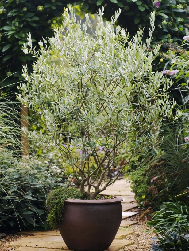 Pianta di Ulivo in Vaso Artificiale Decorativa in Plastica 77 cm Olive Tree
