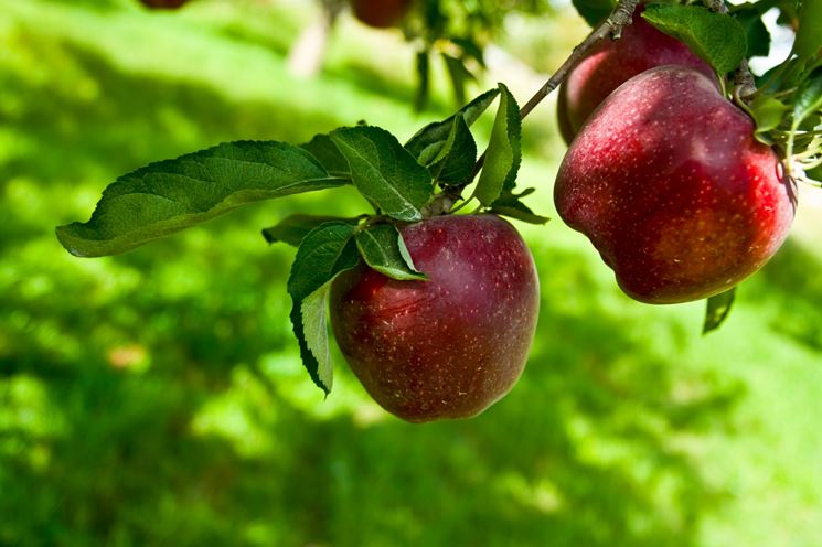 mela per il giardino