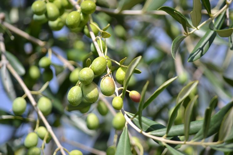 pianta di olivo