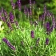 lavanda