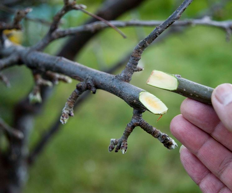 innesto piante da frutto