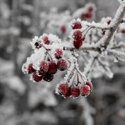 piante da frutto neve