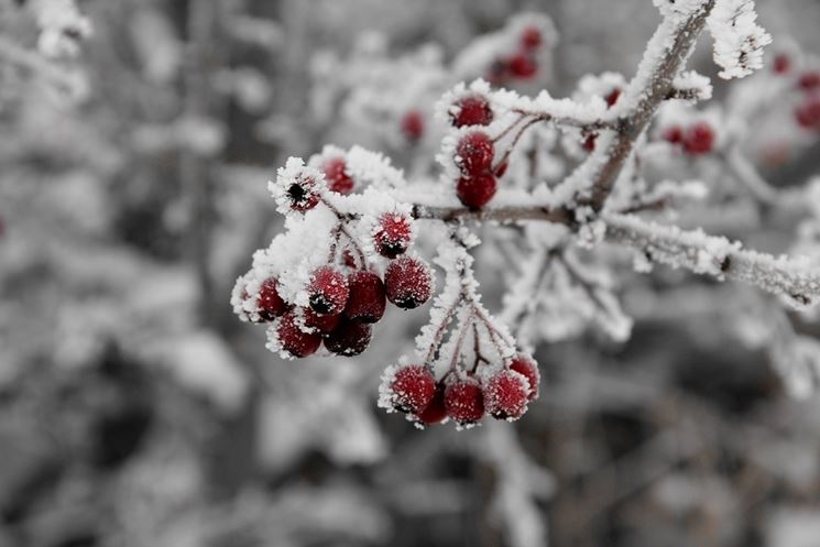 piante da frutto neve