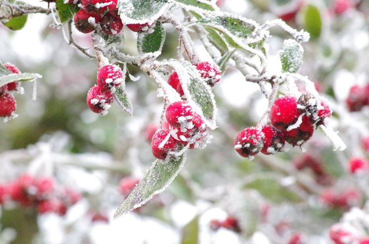 albero da frutto inverno