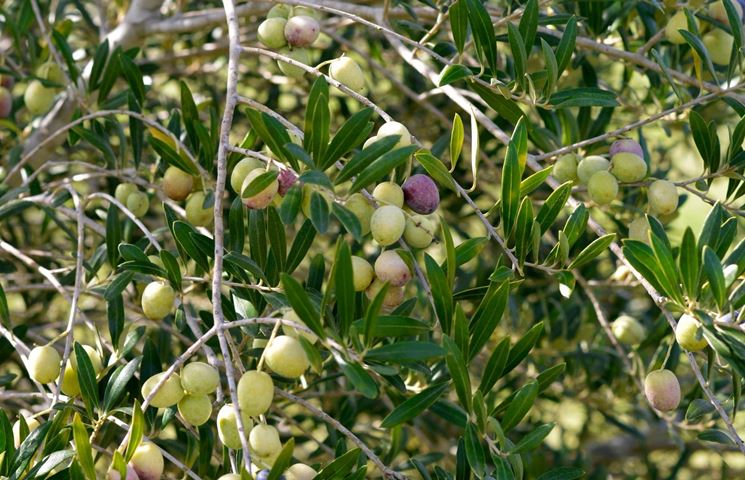 piante di ulivo