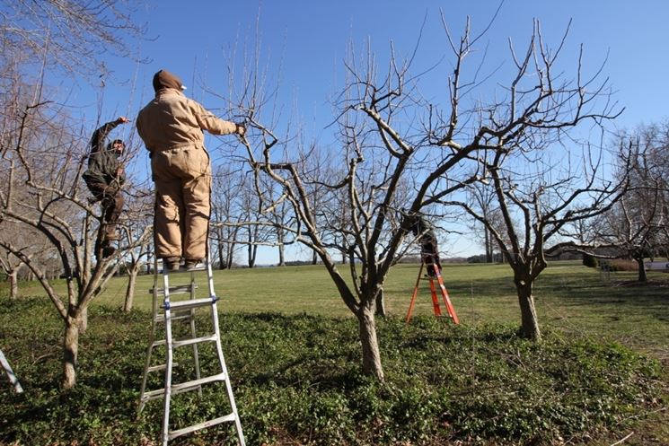 poatatura primaverile piante da frutto