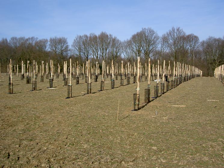 piantagione alberi da frutto