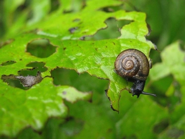 lumache verdura