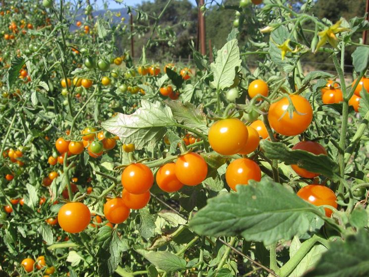 coltivazione pomodori