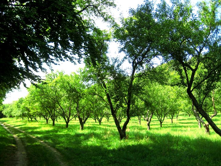 lavori nel frutteto