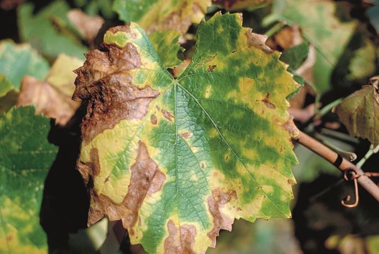 Esempio di danni visibili sulle foglie di vite