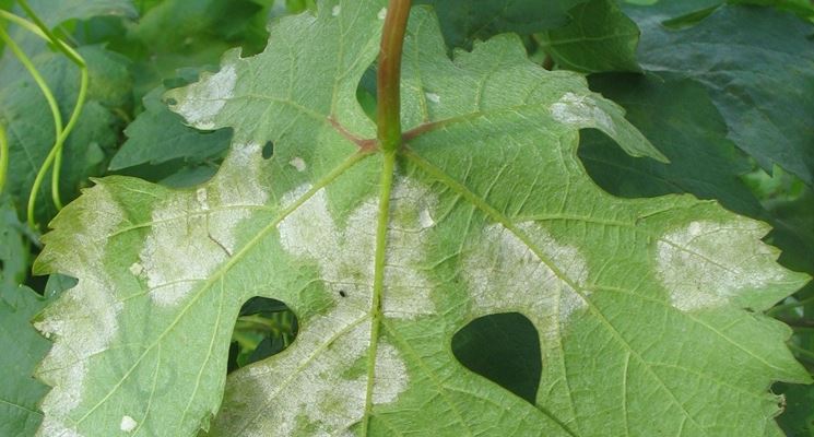 Danni della peronospora sulla foglia della vite