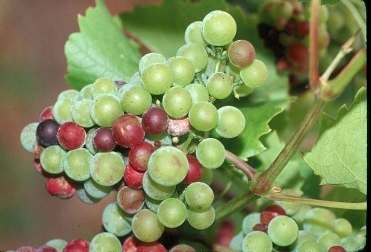 Plasmora viticola