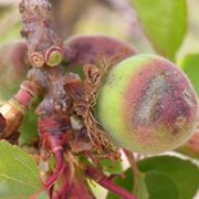 Sintomi di Corineo su frutti