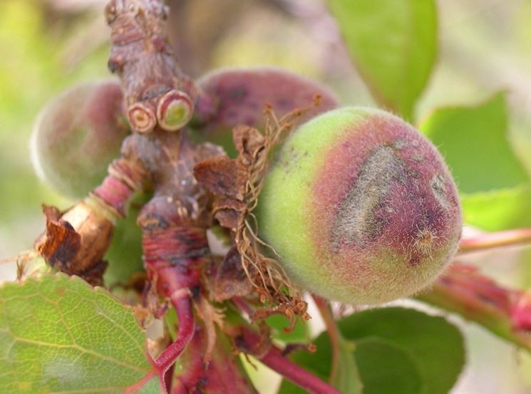 Sintomi di Corineo su frutti