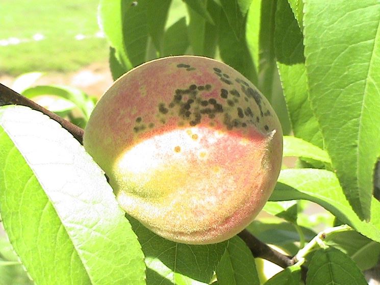 Maculatura batterica del pesco