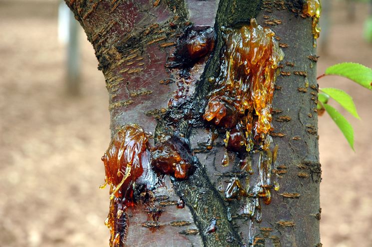 Gommosi batterica del ciliegio