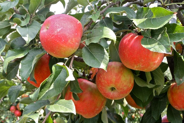 Frutteto con alberi di mele