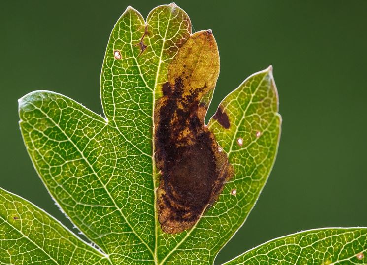 Cemiostoma del melo