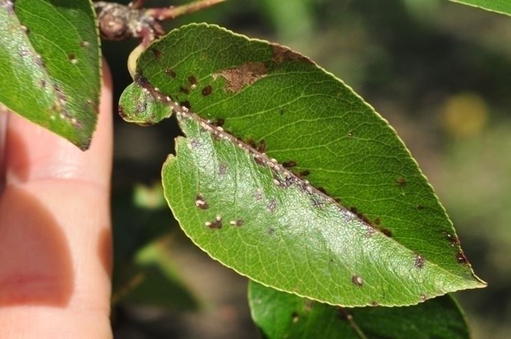 Pianta attaccata dalla cocciniglia di San Jos