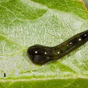 larva della limacina