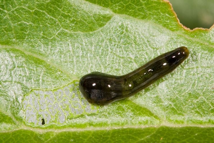 larva della limacina