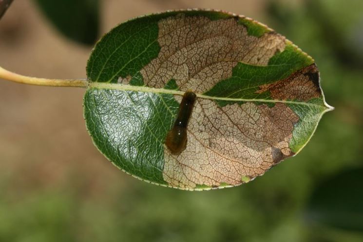 foglie danneggiate dalla limacina