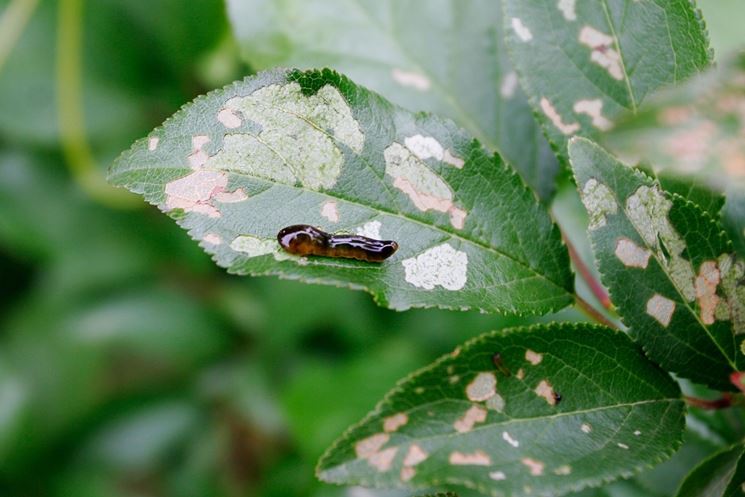 foglia attaccata da larve di limacina