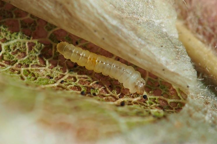 larva Litocollete